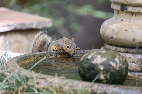 squirrel-7367445_640